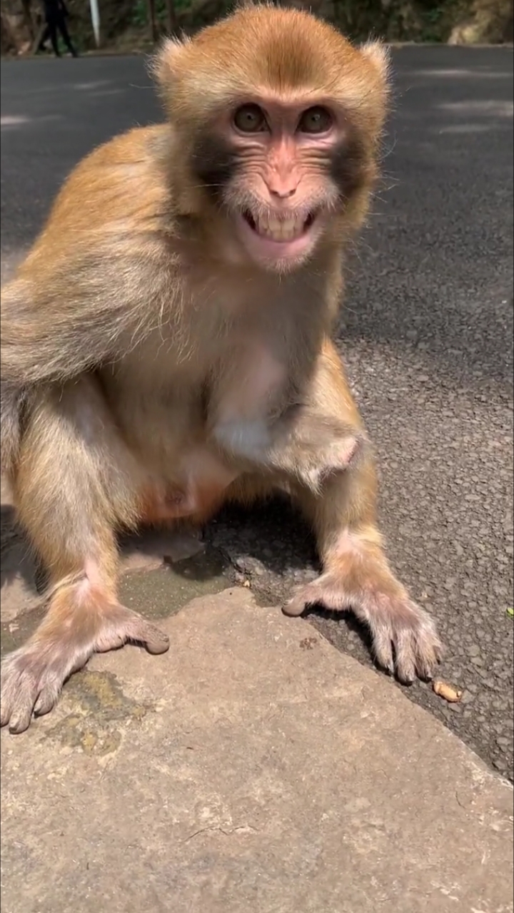 小猴子双手被电打没了