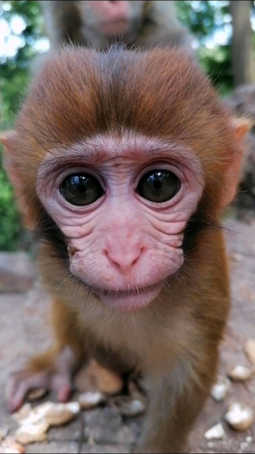 这大眼睛太好看了