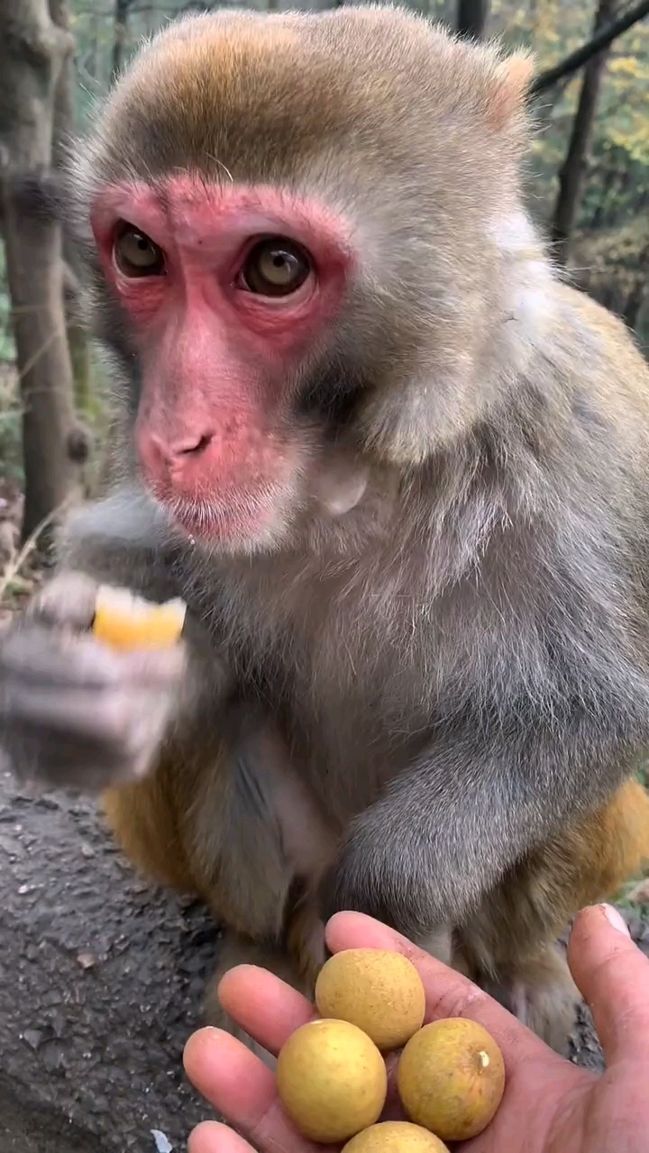 大公猴情绪稳定可谈