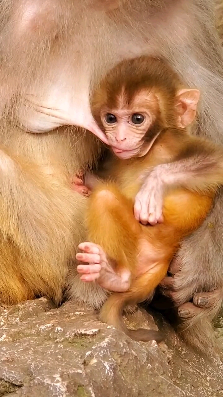 小猴子喝奶表情严肃