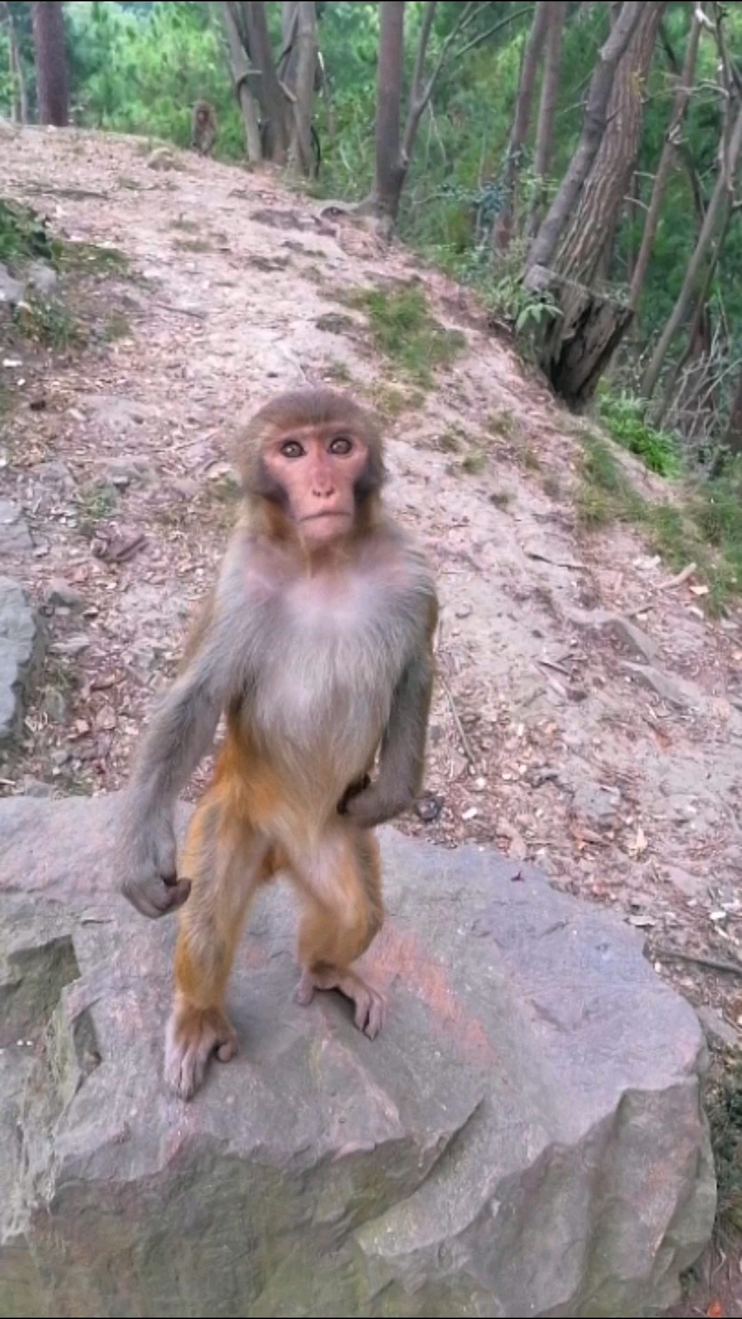 猴子站起来像个小孩