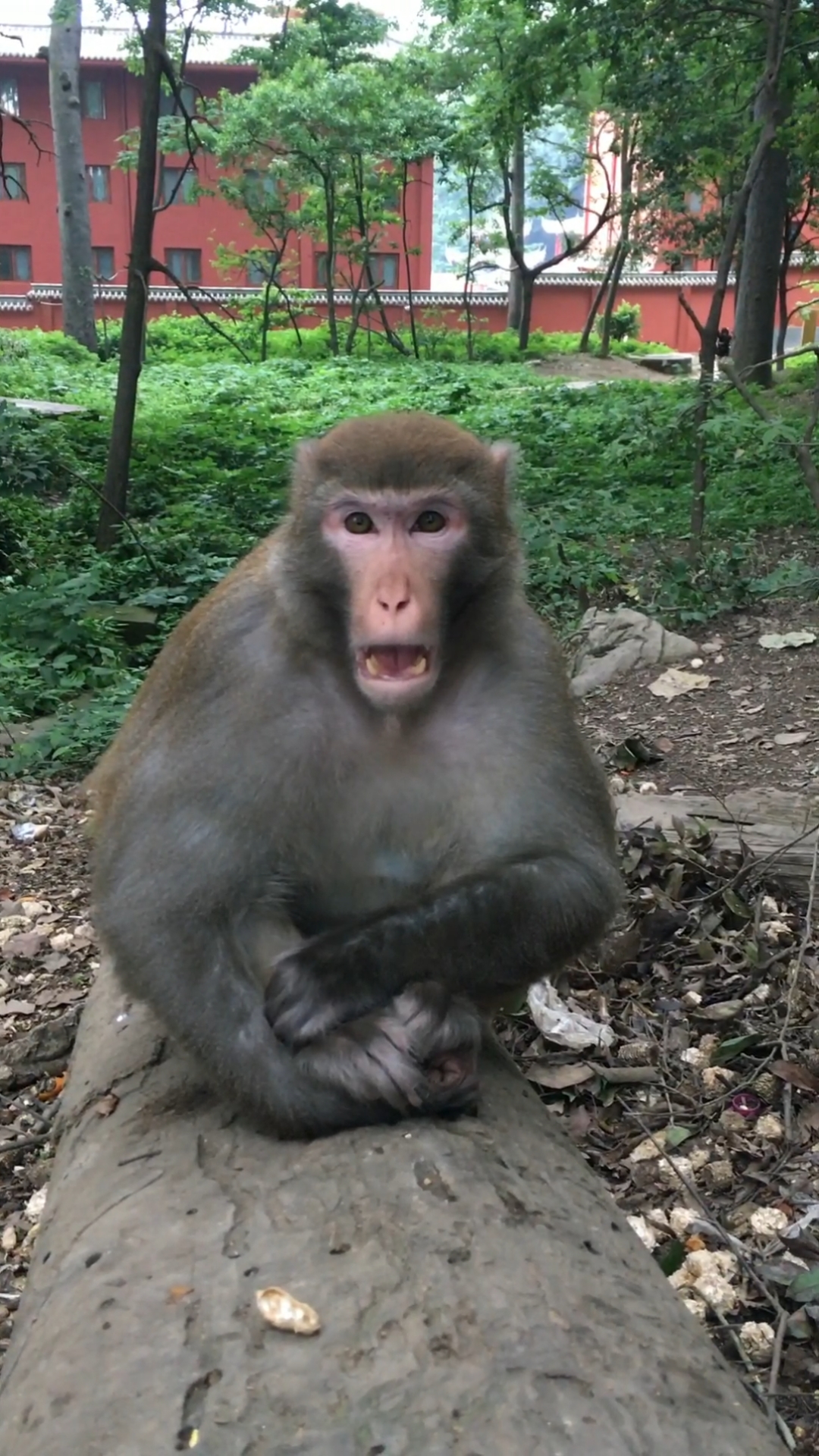 大公猴凶得很