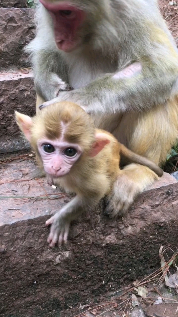 小猴子长了一双大耳朵