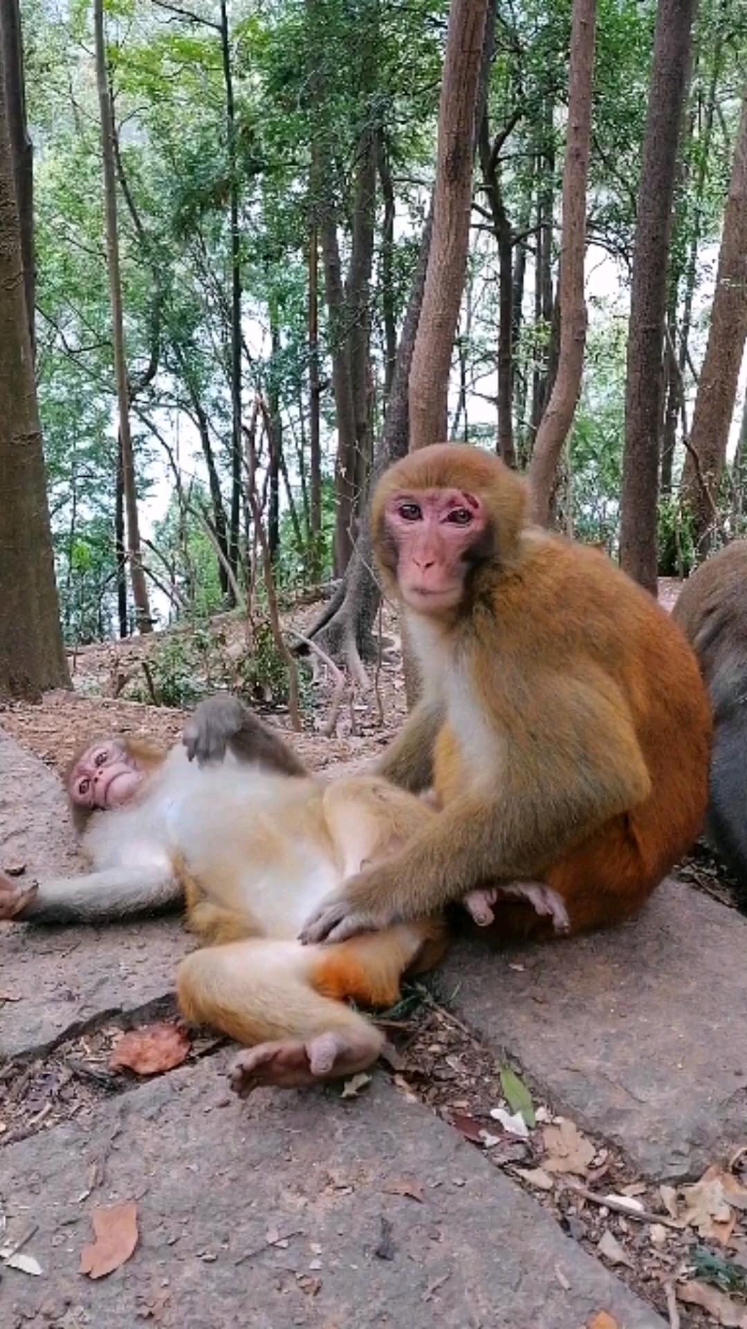 两只猴子在谈恋爱