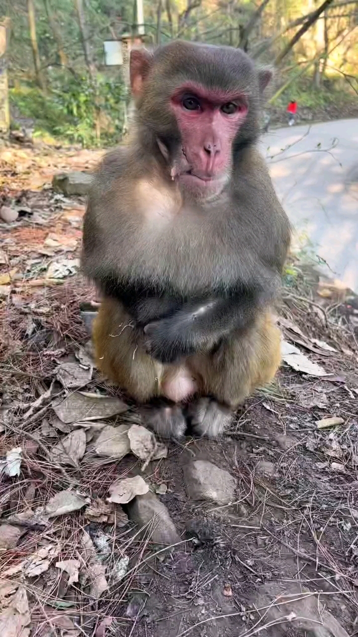 大公猴这是说什么呢