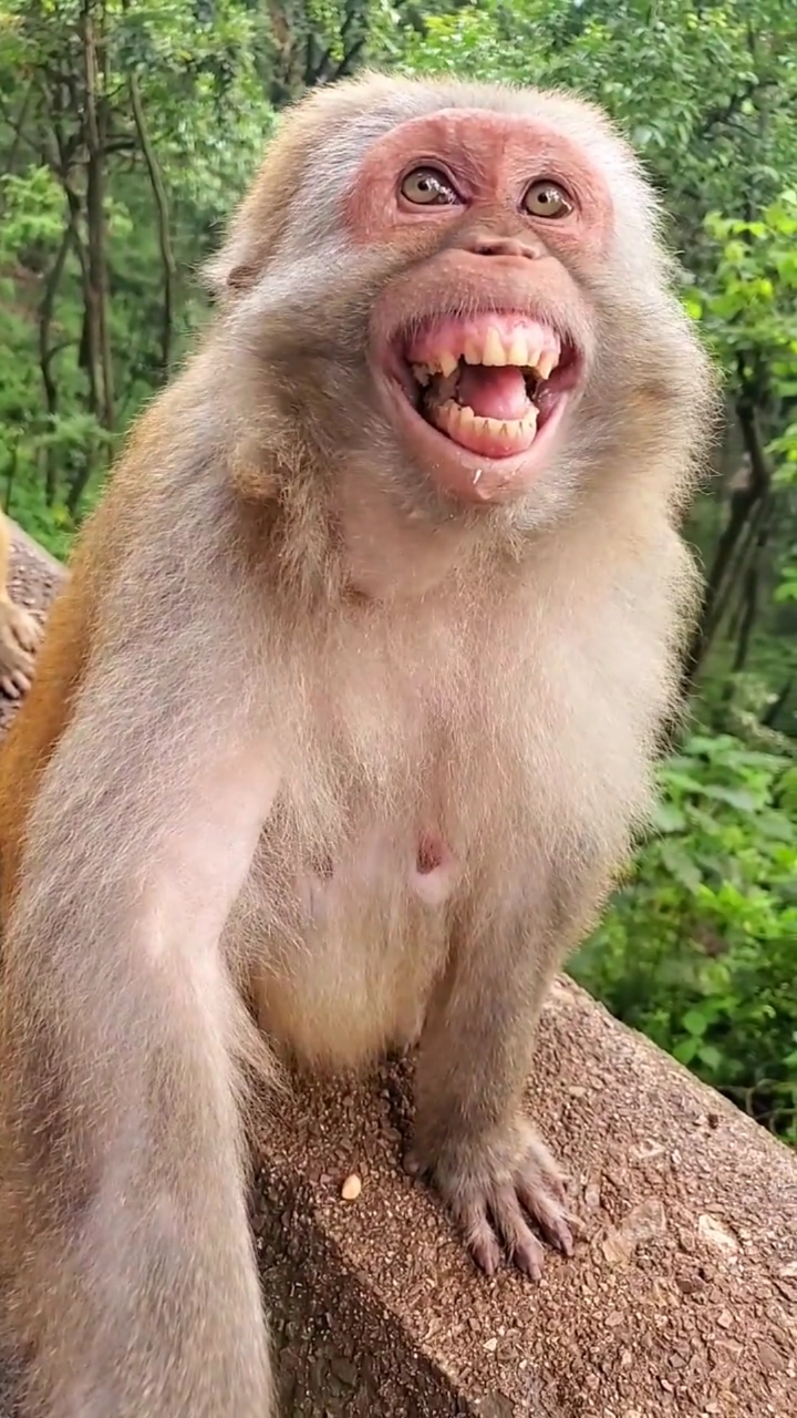 母猴微笑讨好游客