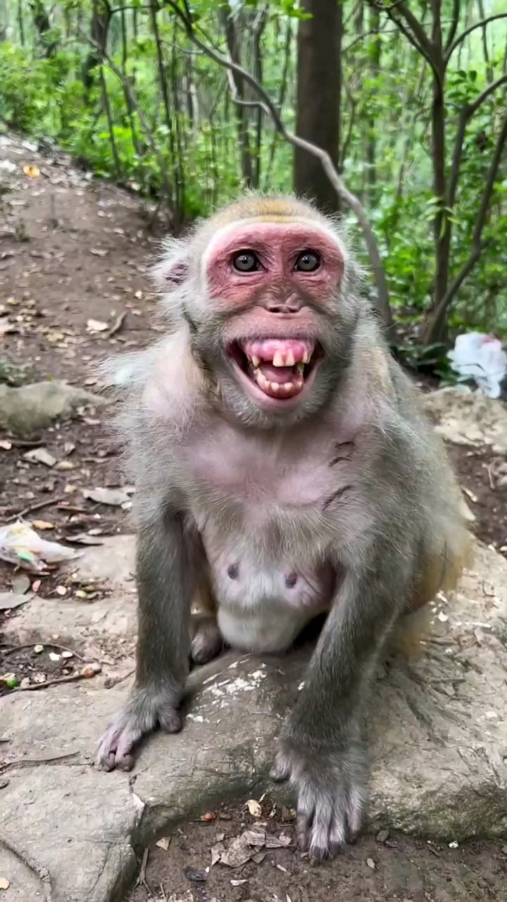 老猴子会拍手还会笑