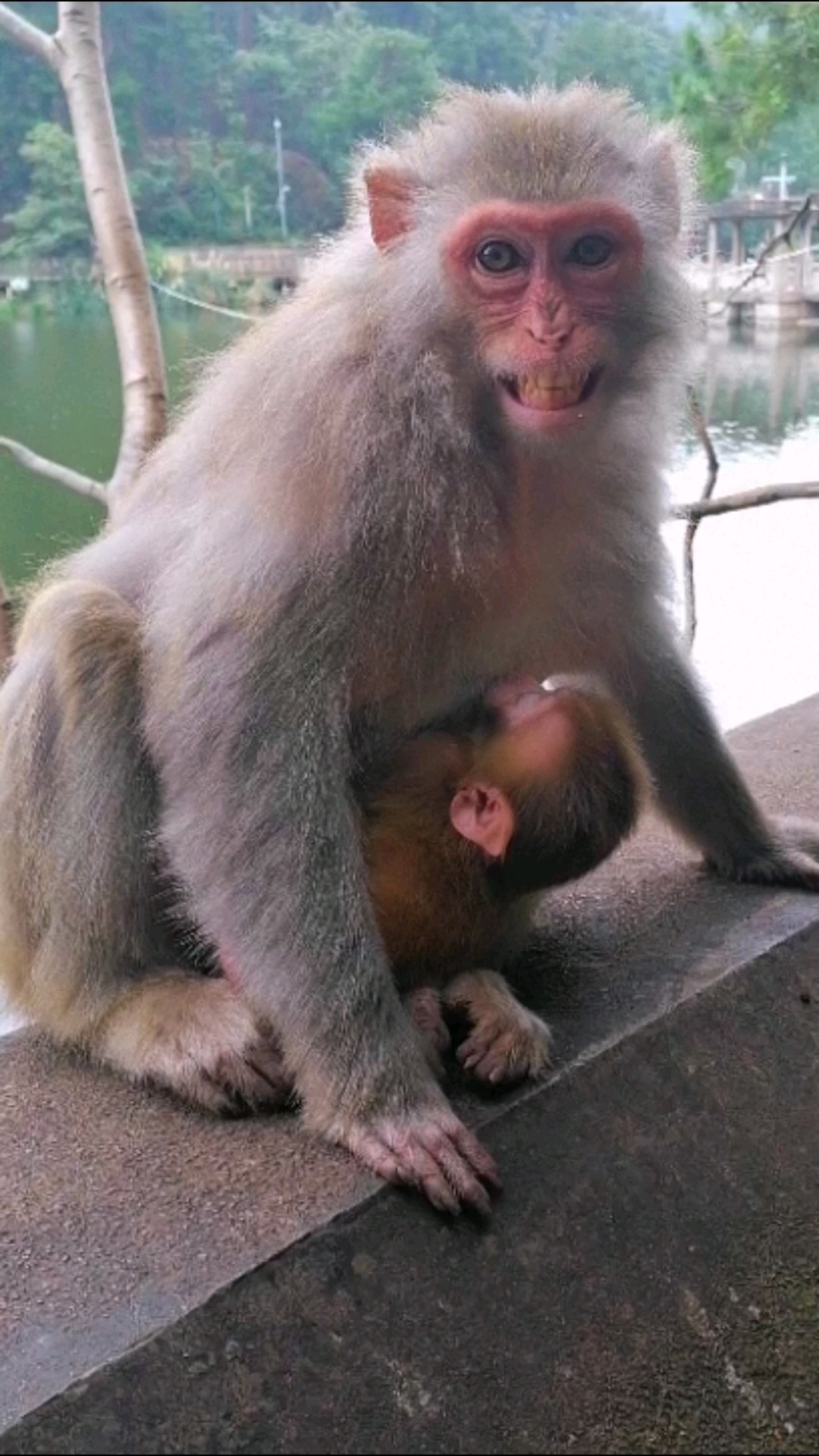 面对镜头,母猴尴尬的微笑