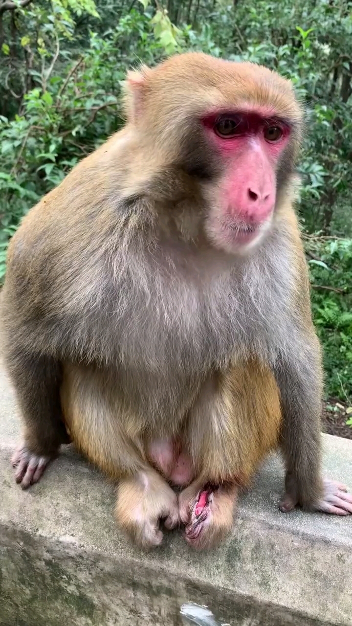 大公猴受伤出来讨生活