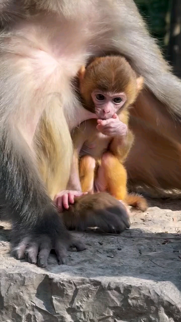 母猴带小猴子晒太阳