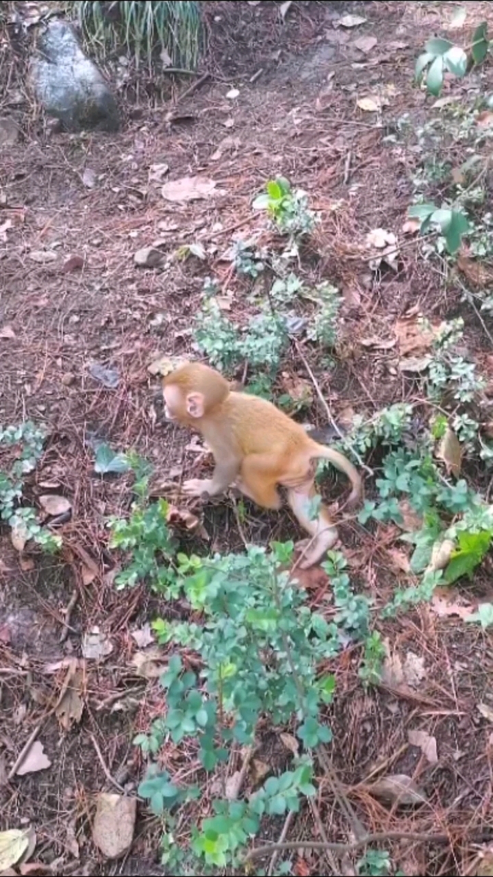 海边猴子奔跑图片