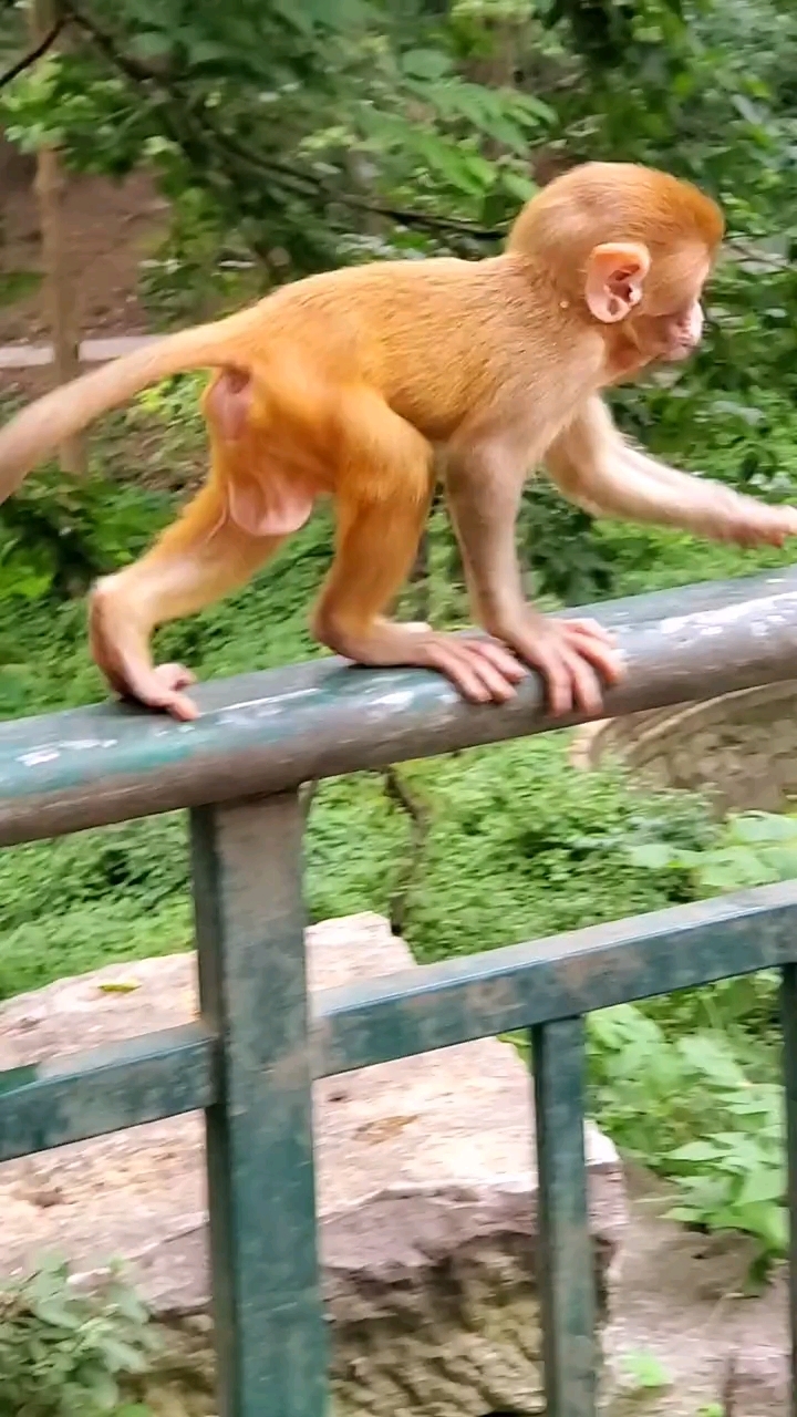 小猴子走路稳如泰山