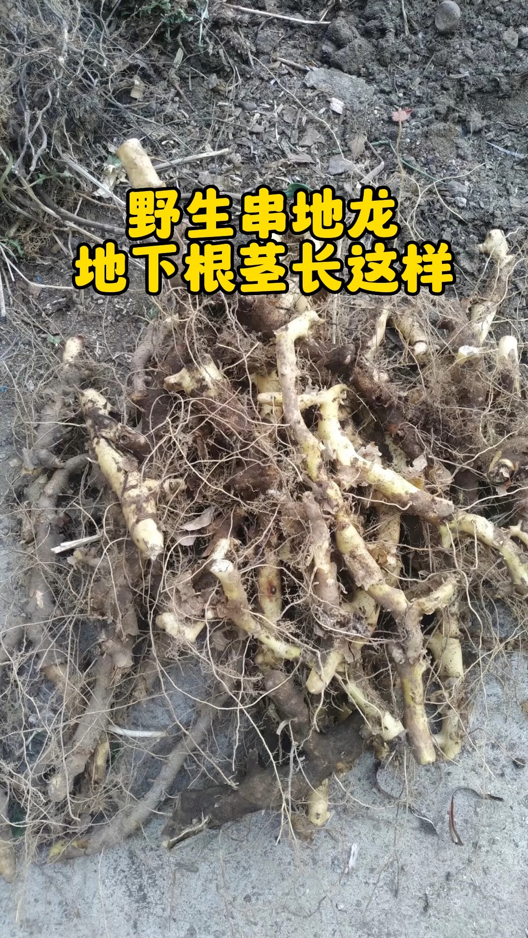 钻地龙草药图片与功效图片