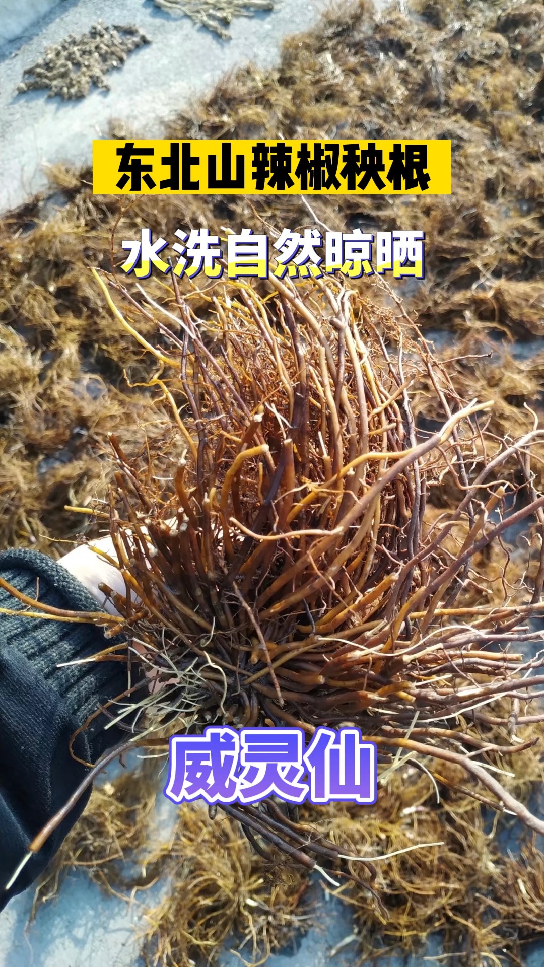 东北野生山辣椒秧根,水洗自然晾晒,做小而精,大自然的搬运工!