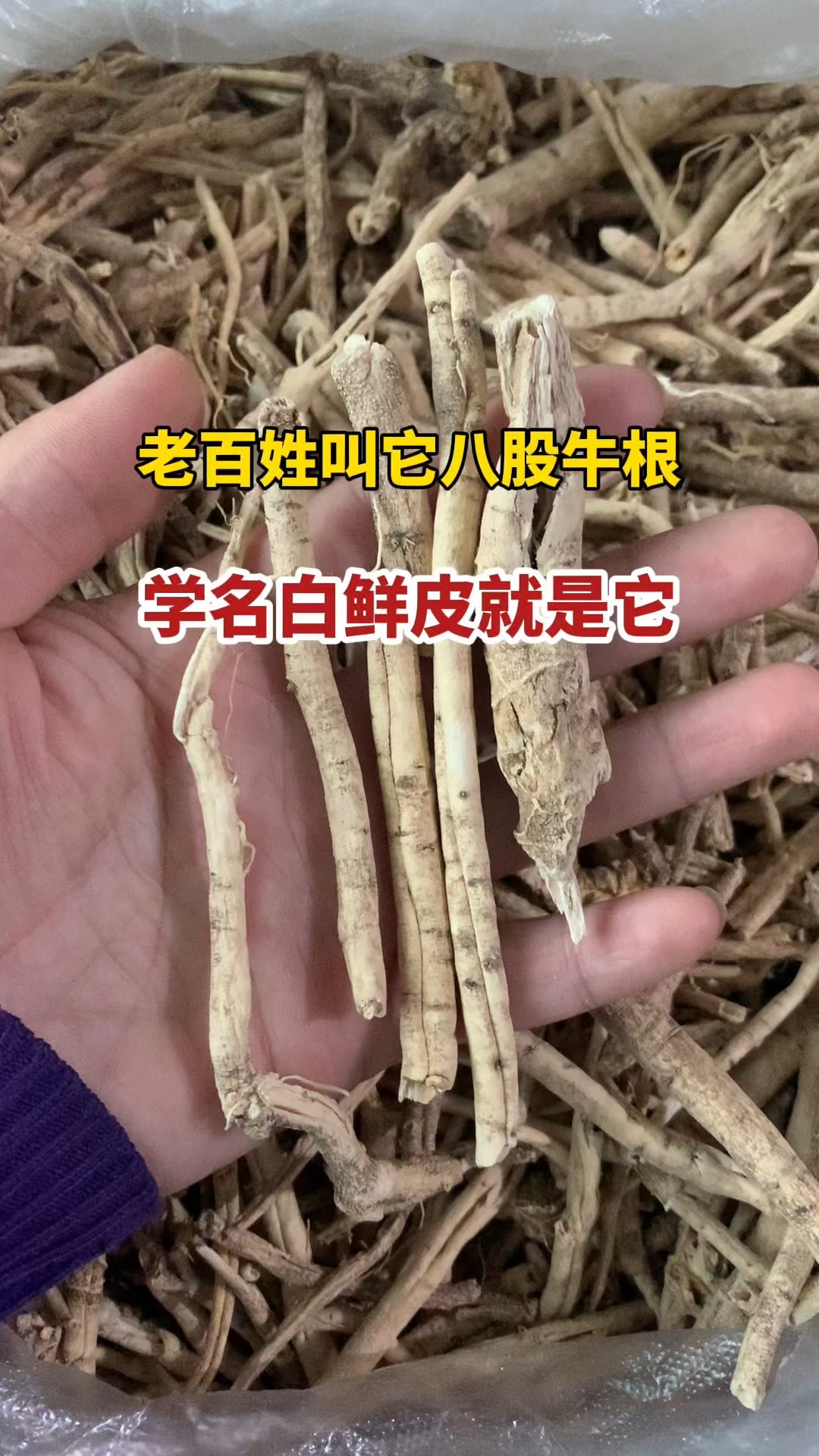 九股牛药用价值图片图片