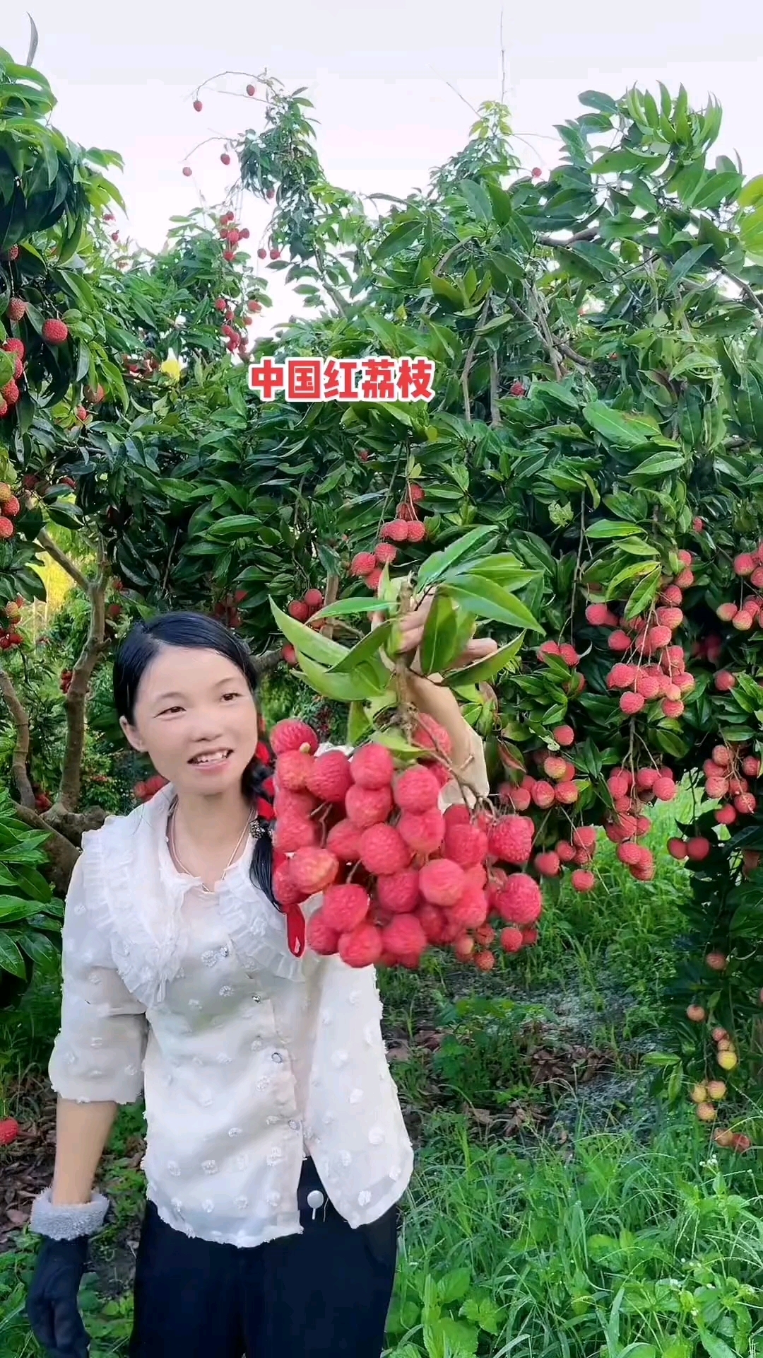中国红荔枝晚熟高产蜜甜多汁,优质荔枝品种