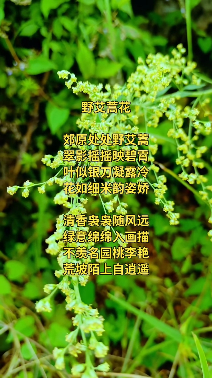 野艾蒿开花图片