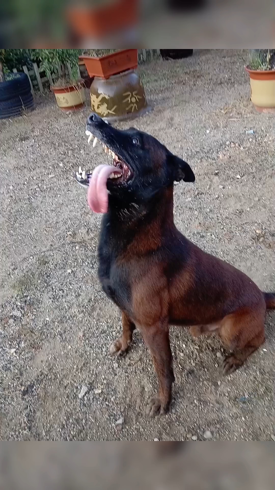 马犬黑头黑胸鳄鱼嘴