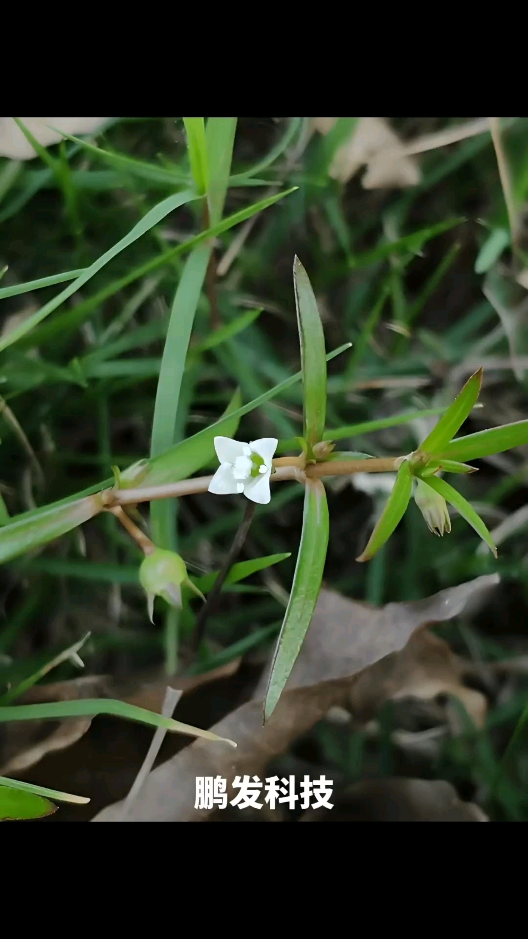 白花蛇舌草,一味清热药,为茜草科耳草属植物白花蛇舌草的全草.