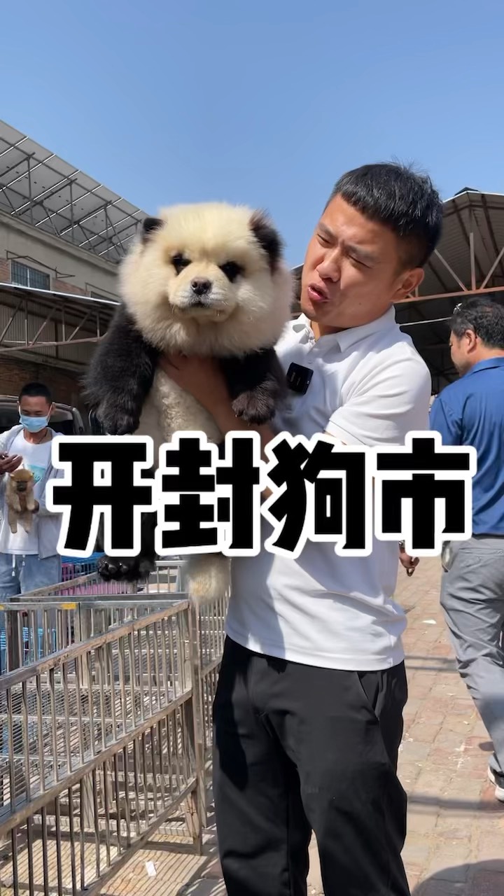 熊猫犬图片价钱图片