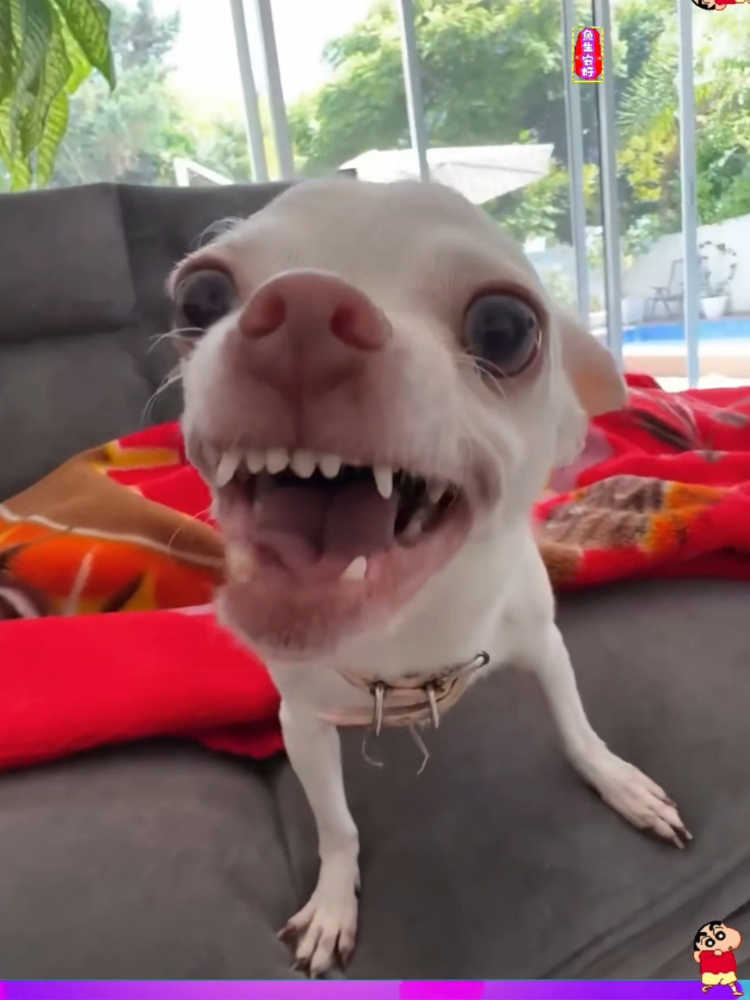 愤怒的吉娃娃,我真的生气了