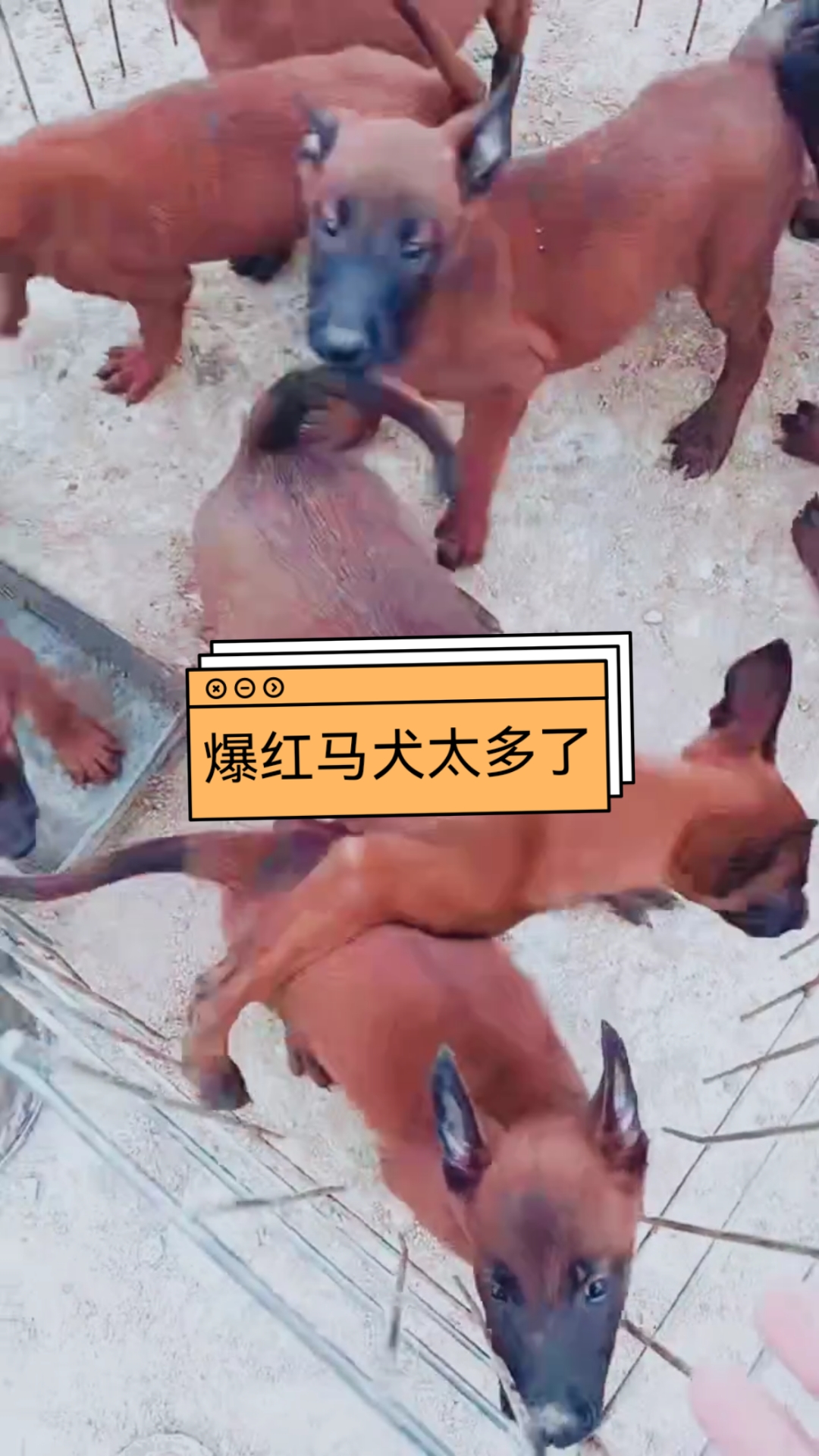 纯爆红血马犬所有出售图片