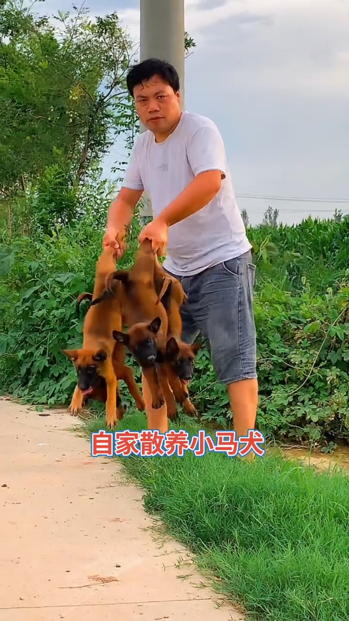 细犬和马犬图片