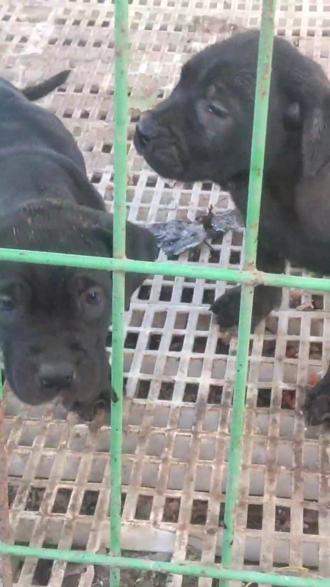 黑色加纳利犬,正规犬舍繁育支持全国各地发狗