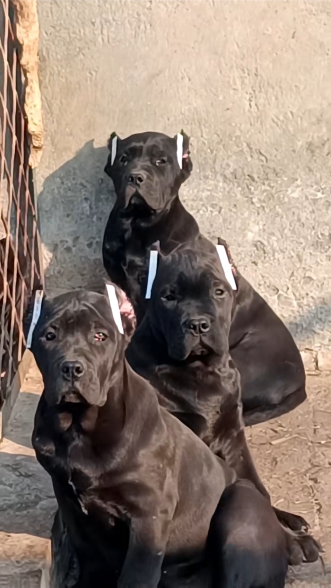 黑色加纳利犬,高端大气上档次,精品中的王者