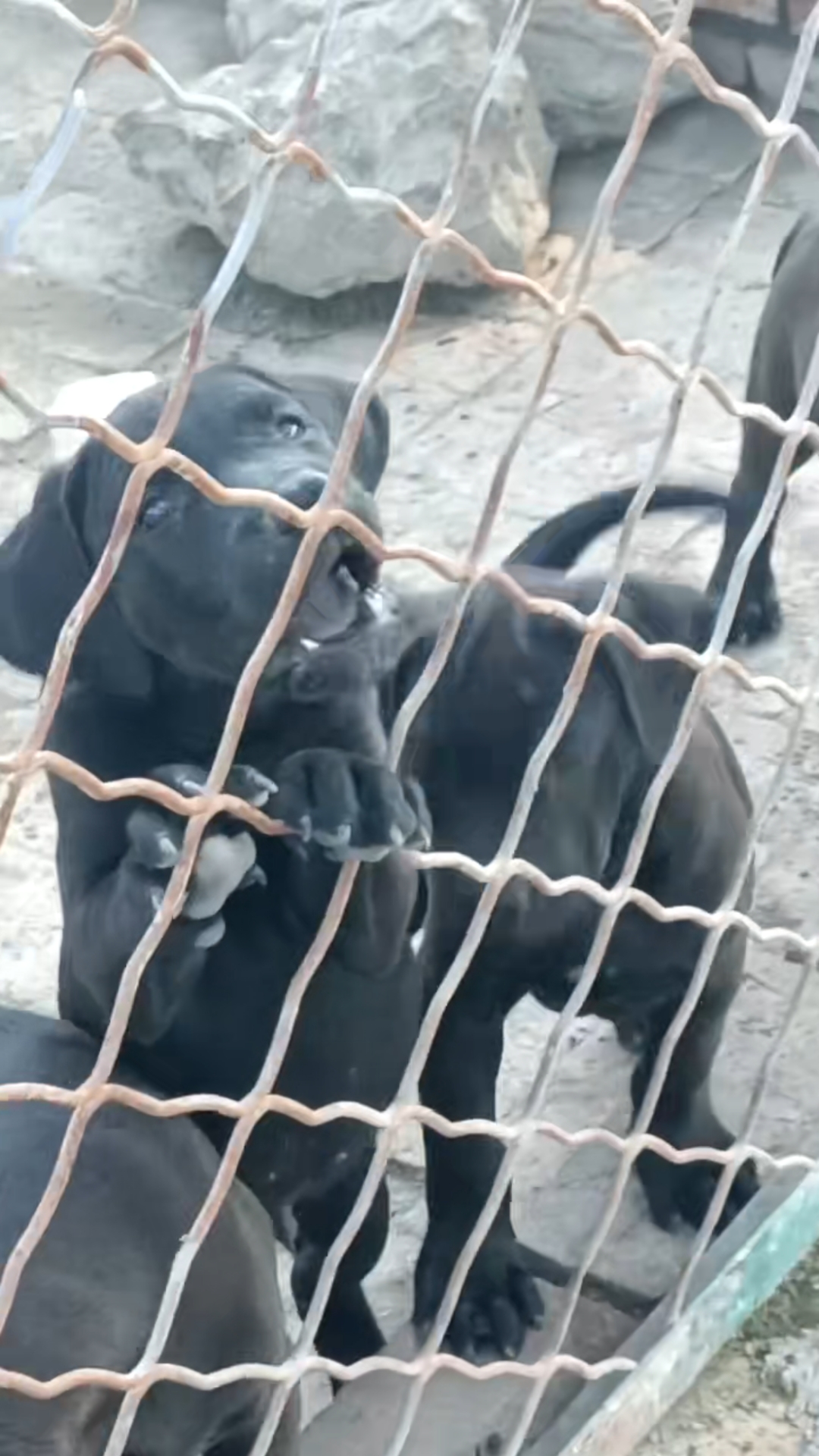 正规犬舍繁育,黑色加纳利犬