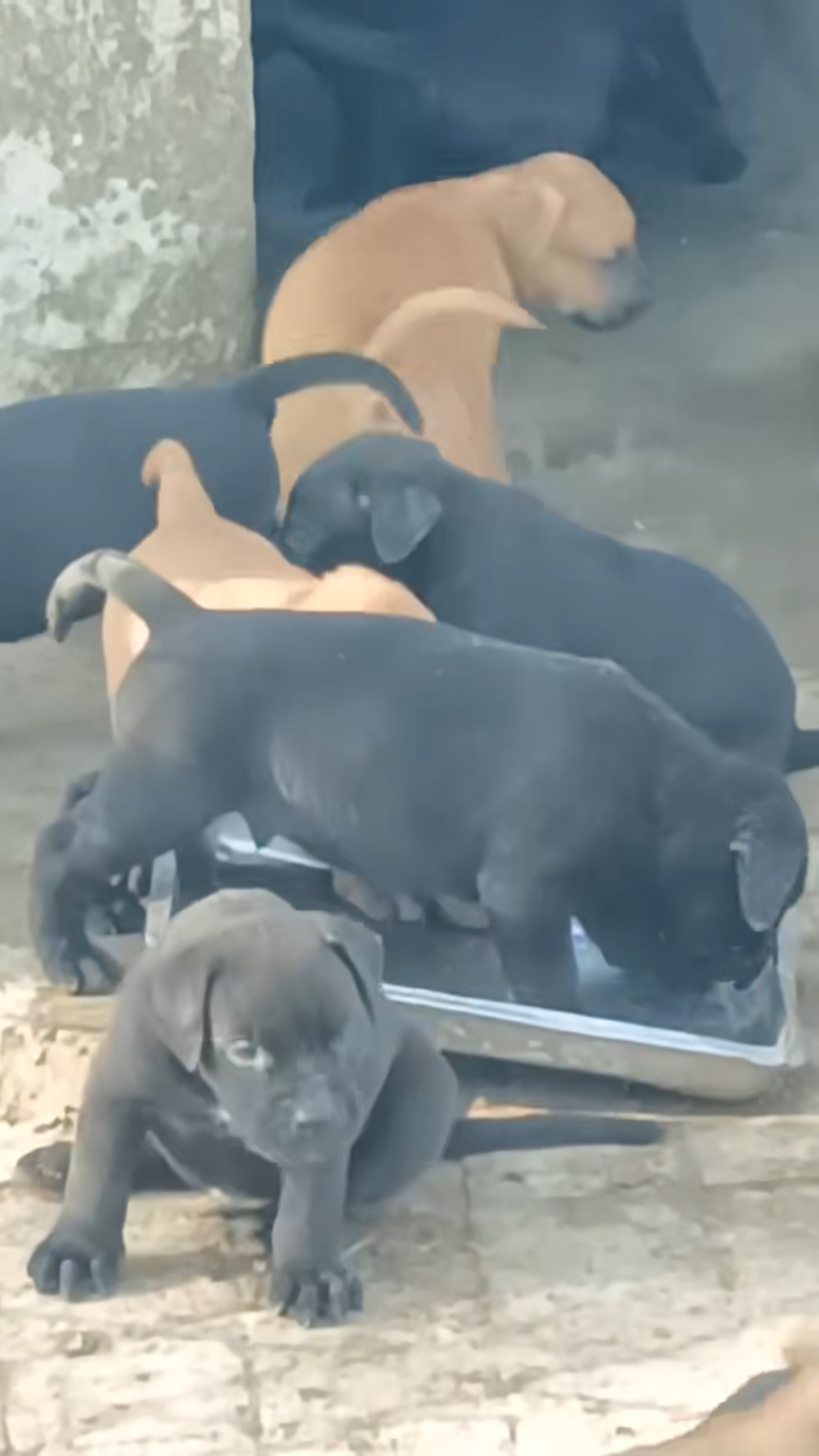 正规犬舍繁育,专业繁殖加纳利犬,支持全国各地发狗,黑色加纳利