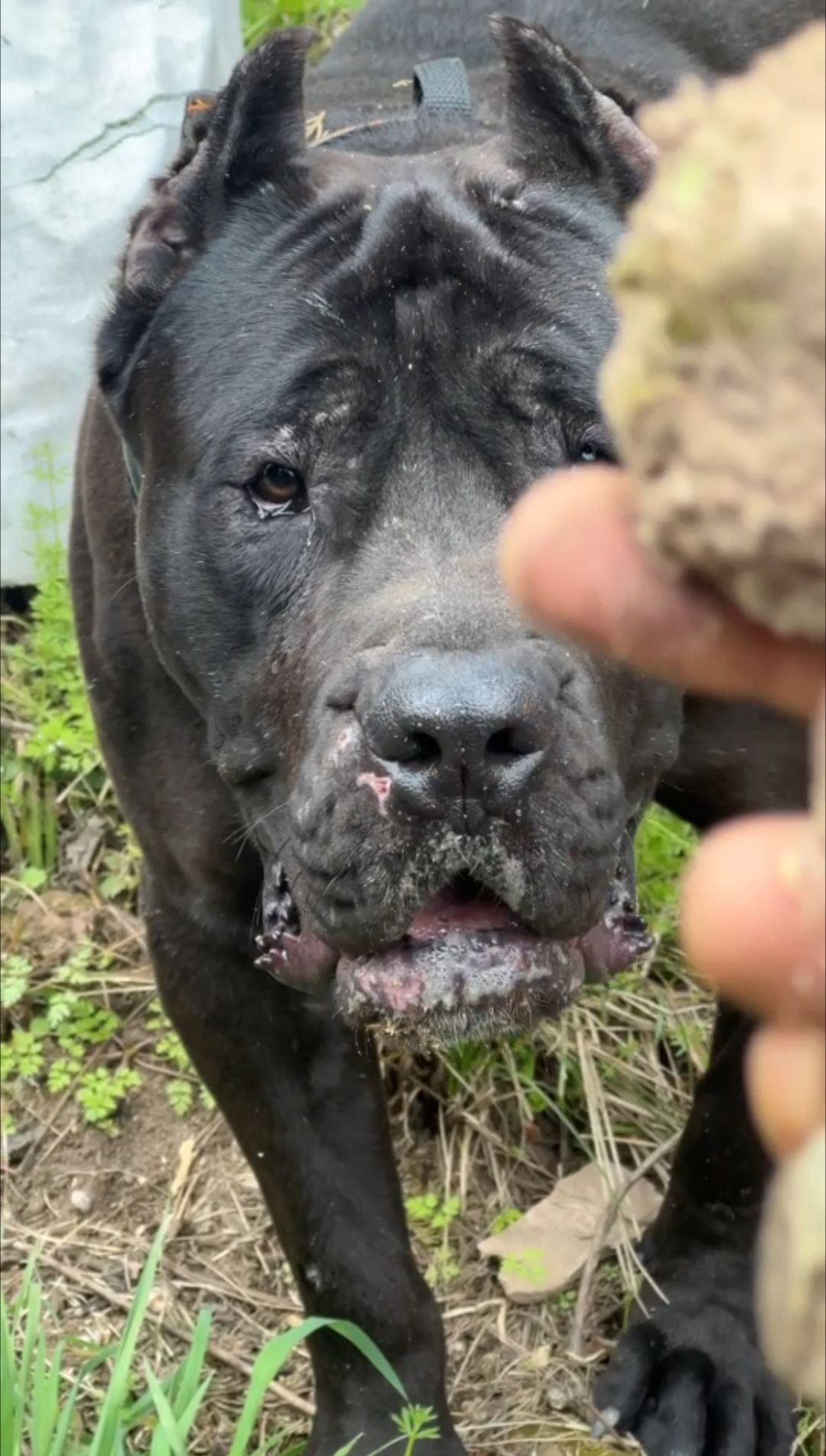 正规犬舍繁育黑色加纳利犬