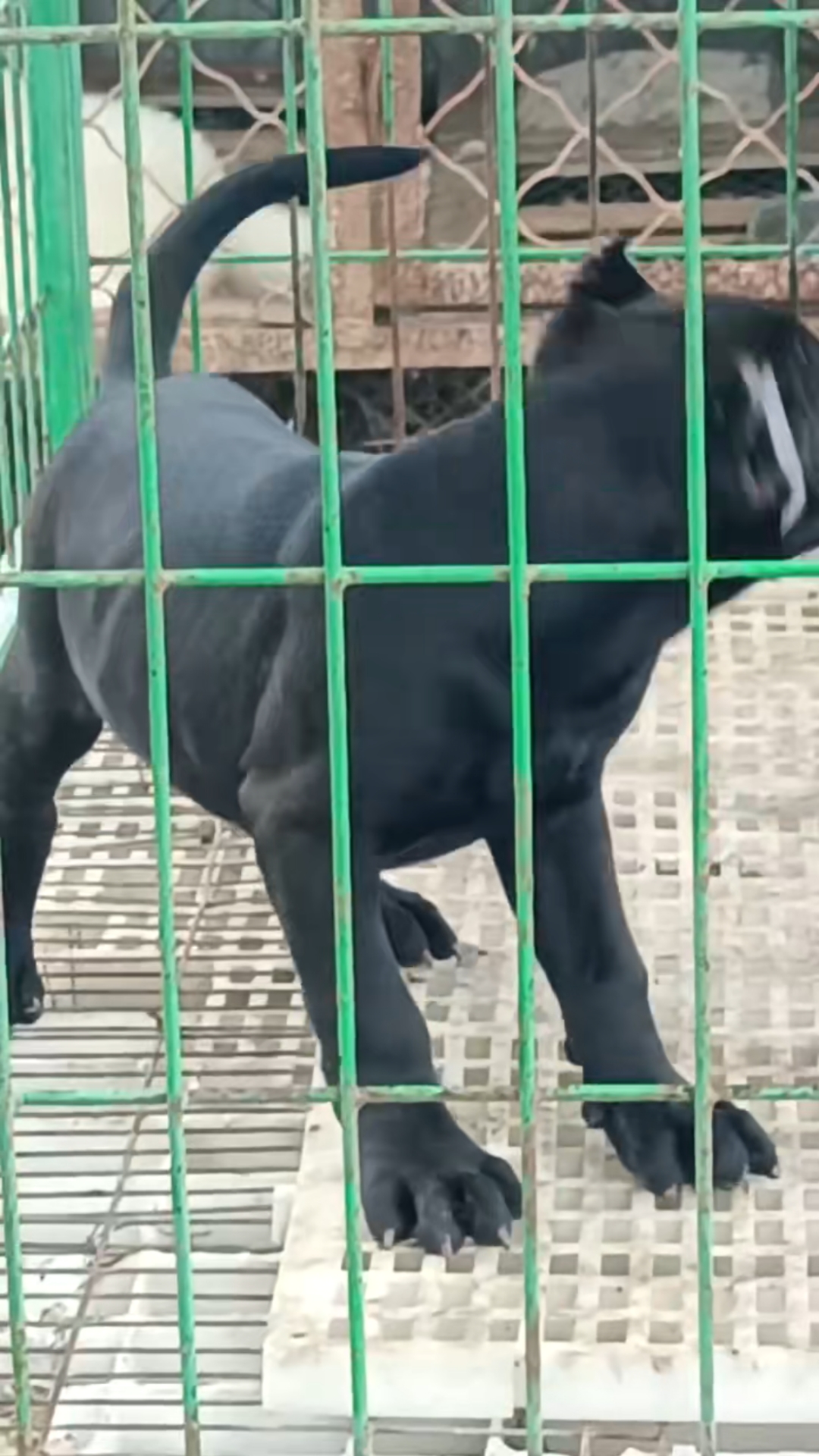 纯黑加纳利犬公,喜欢的多关注,随时支持全国各地发狗