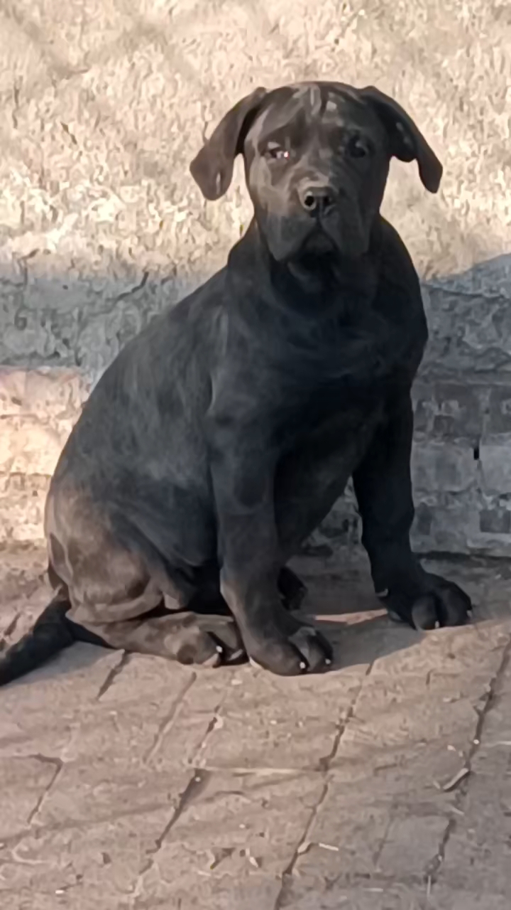 精品黑色加纳利犬!正规犬舍繁育