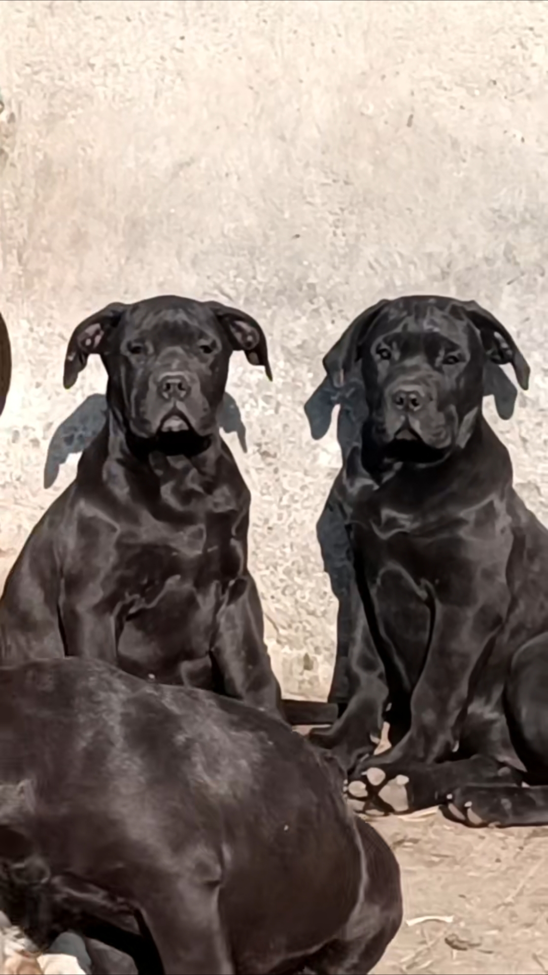 黑色加纳利犬,顶级品质黑色加纳利犬