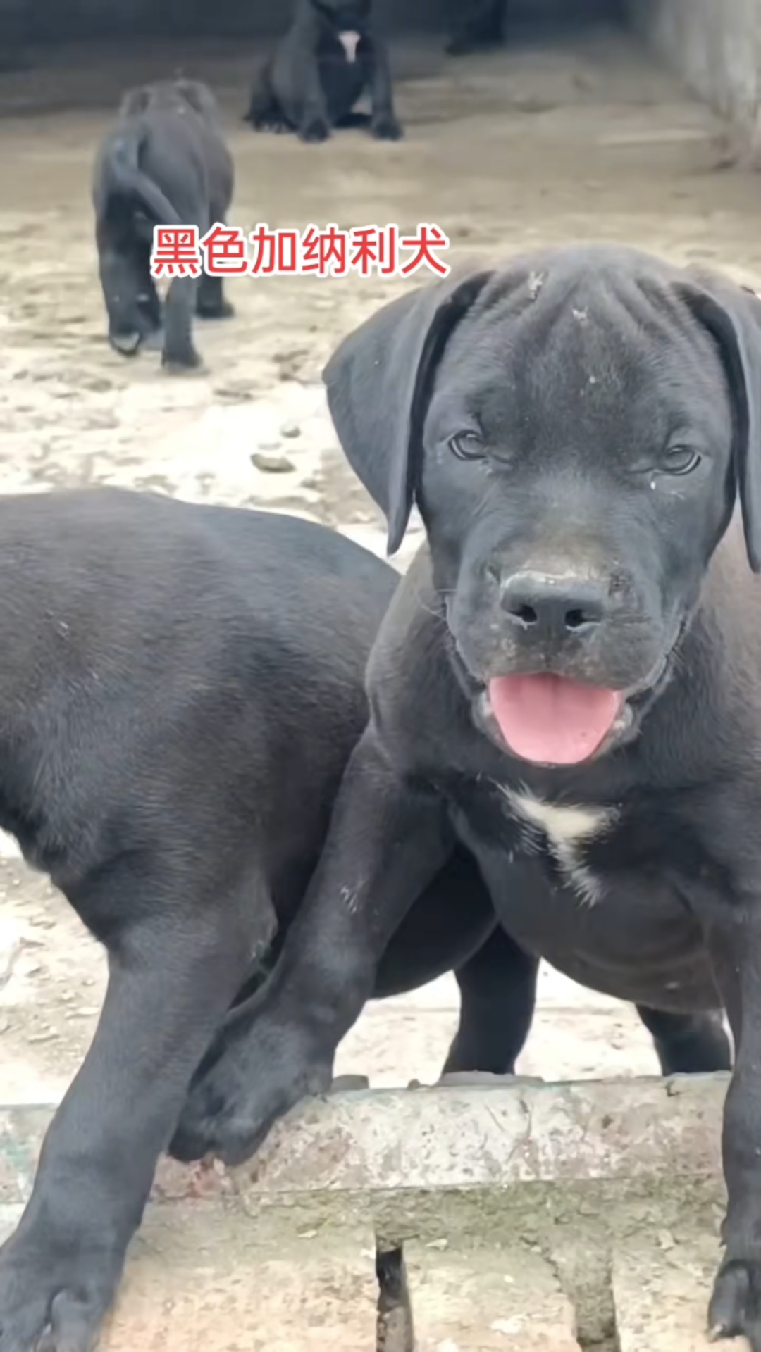 黑色加纳利犬!