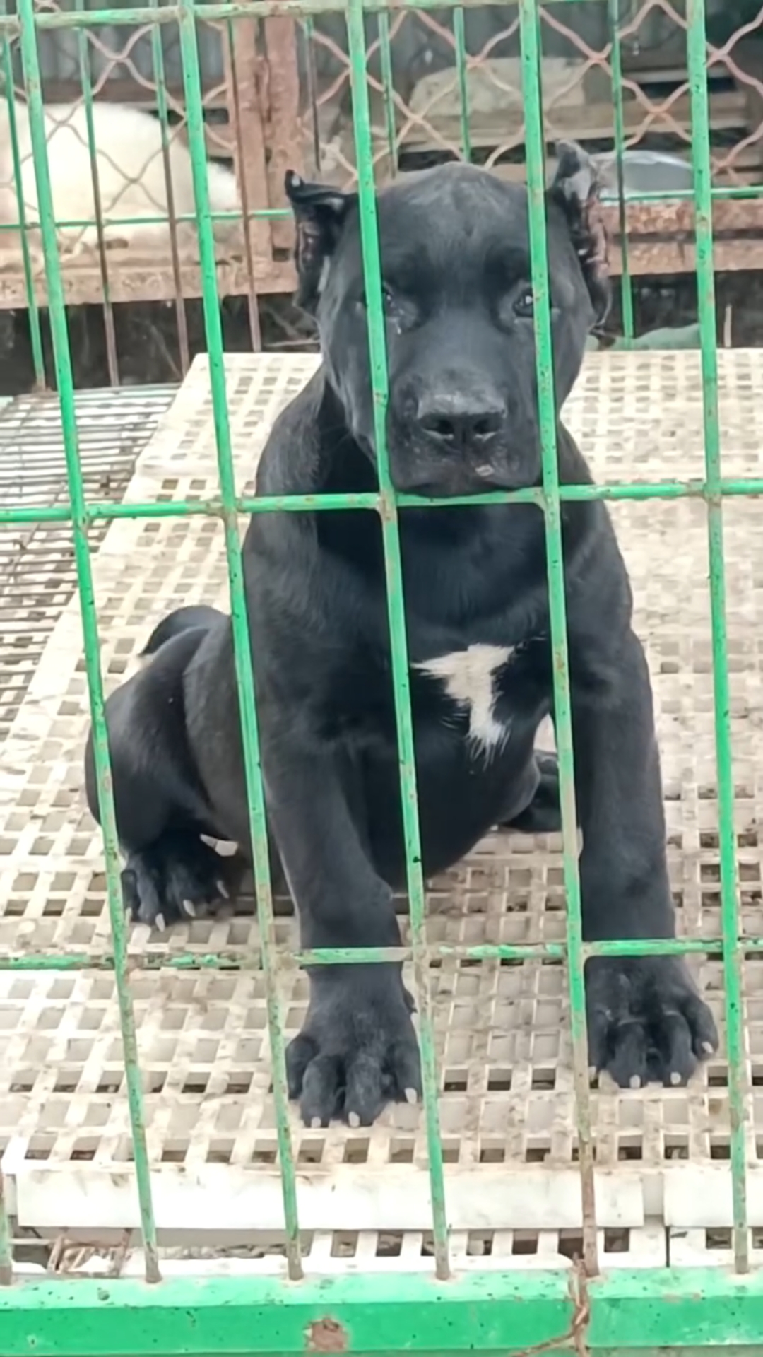 黑色加纳利犬,正规犬舍繁育支持全国各地发狗