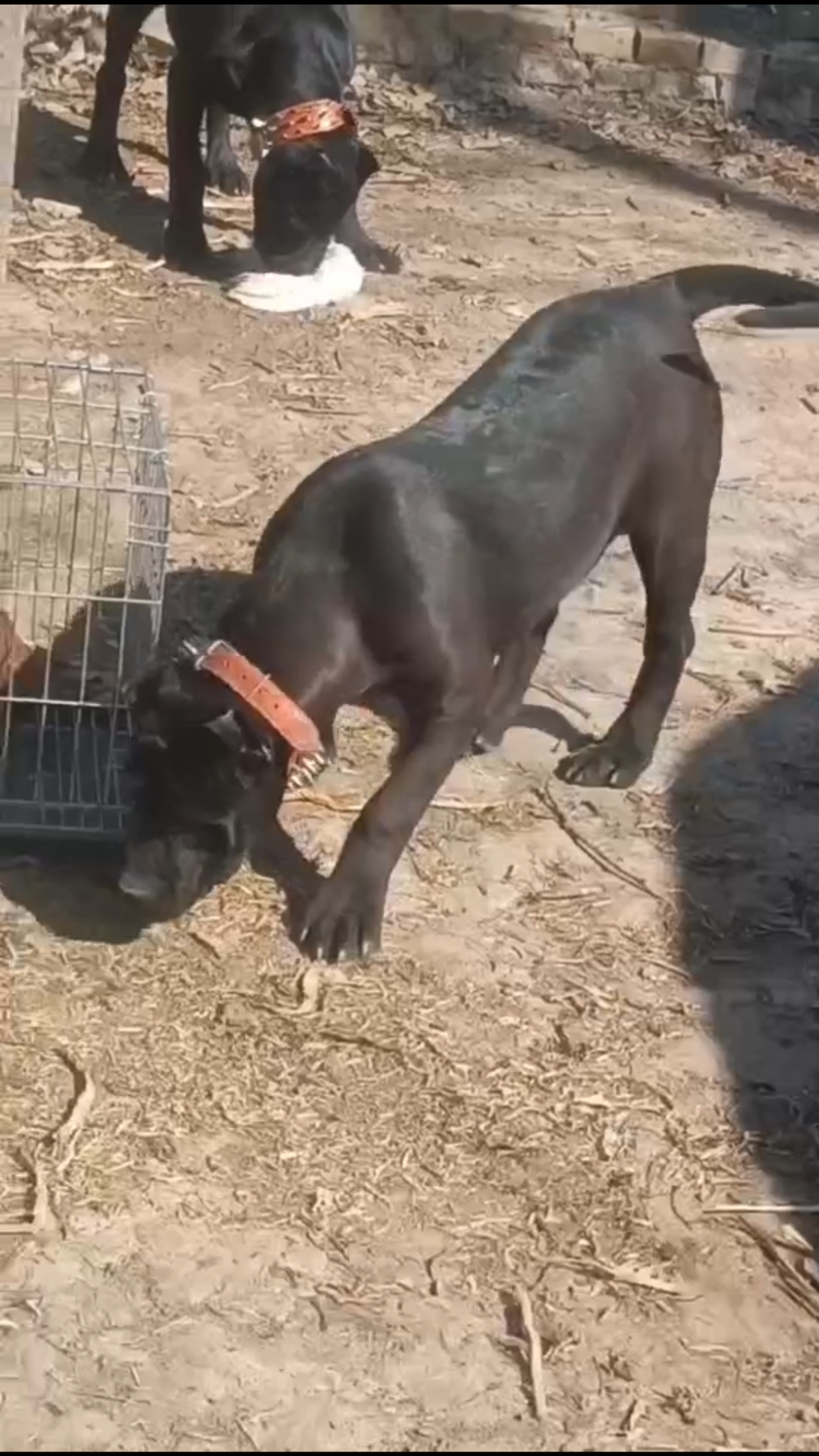 黑色加纳利犬国内顶流