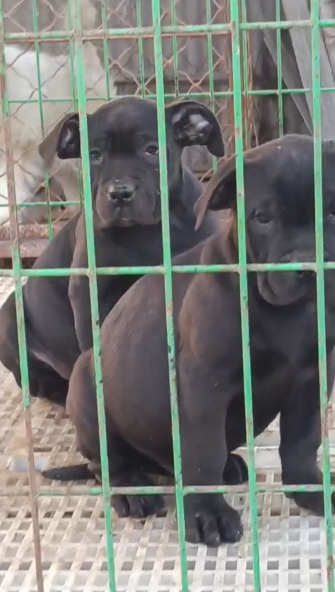 精品黑色加纳利犬,河南濮阳正规犬舍繁育