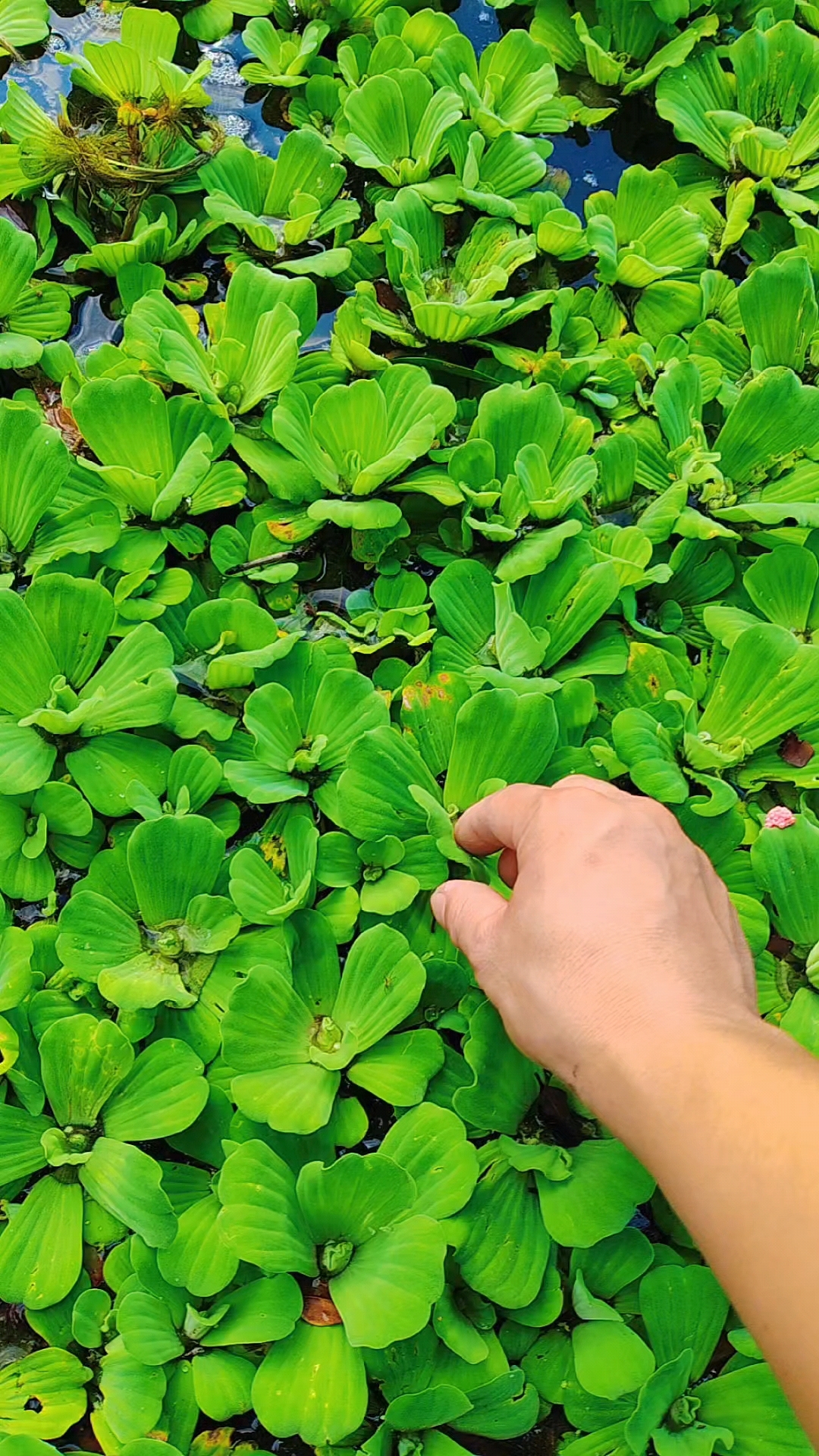 养花人日常,水培水芙蓉