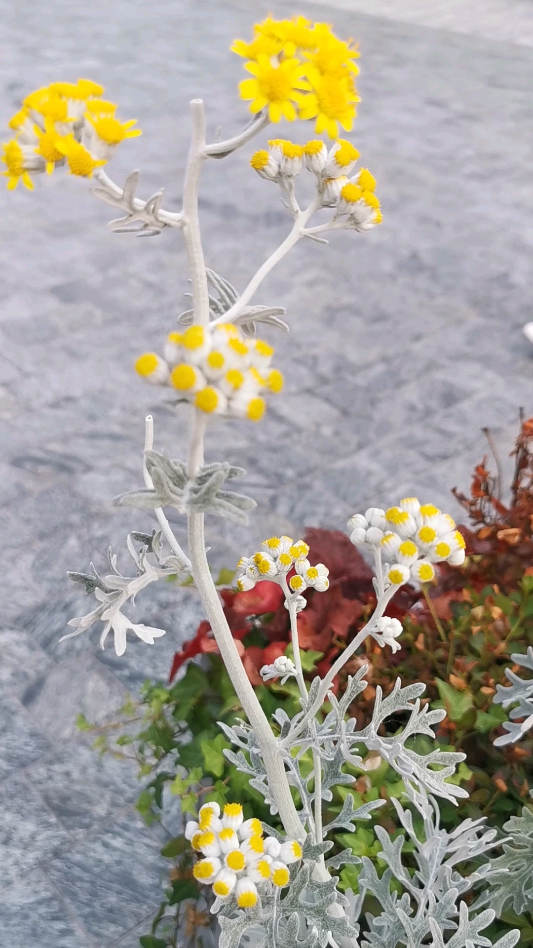 银叶菊开花啥样的图片