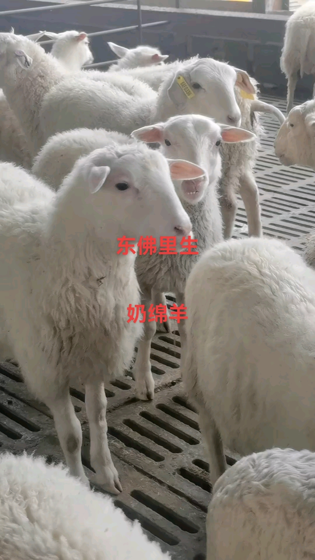 出售东弗里生奶绵羊图片