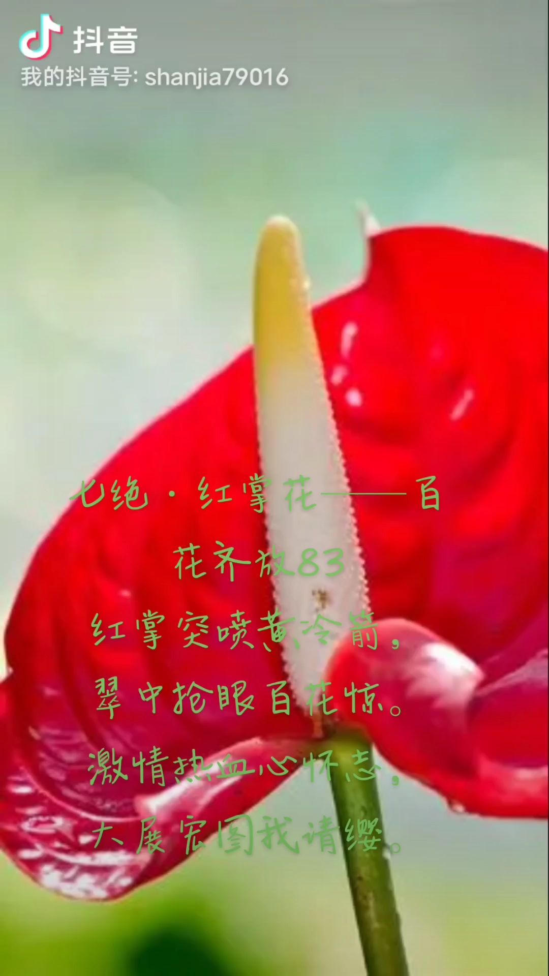 67七绝·红掌花——百花齐放83-度小视