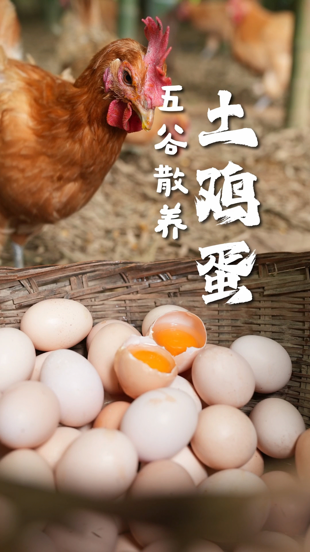 来自大别山深处的五谷散养土鸡蛋,辰颐土鸡蛋黄大味更香