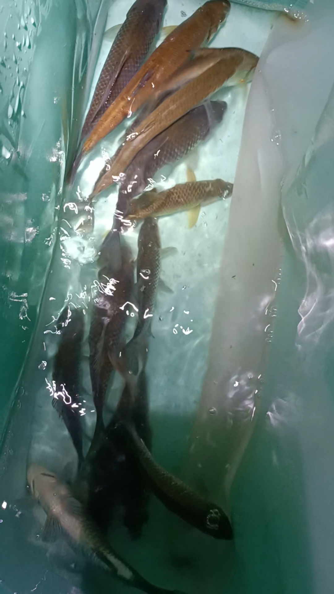 桂林漓江的原生鱼