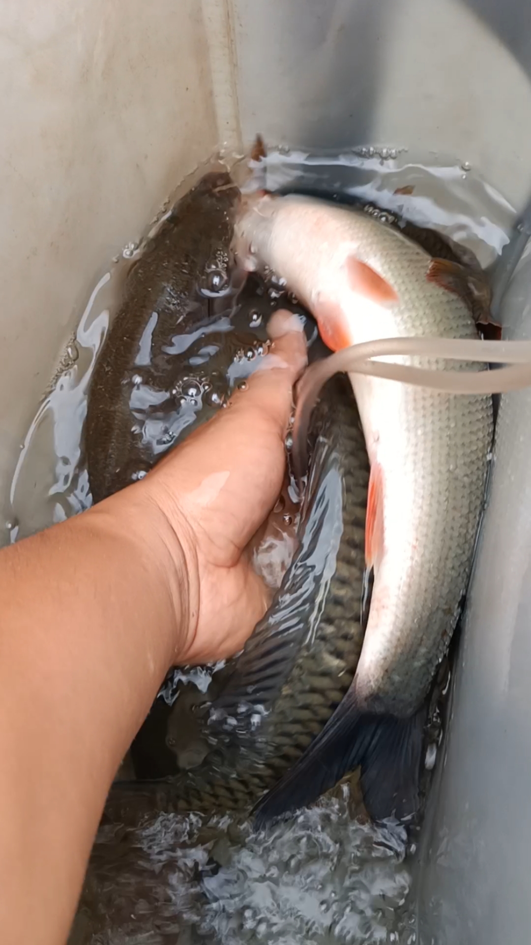 漓江的阿鱼真大条,拉起线呜呜呜响