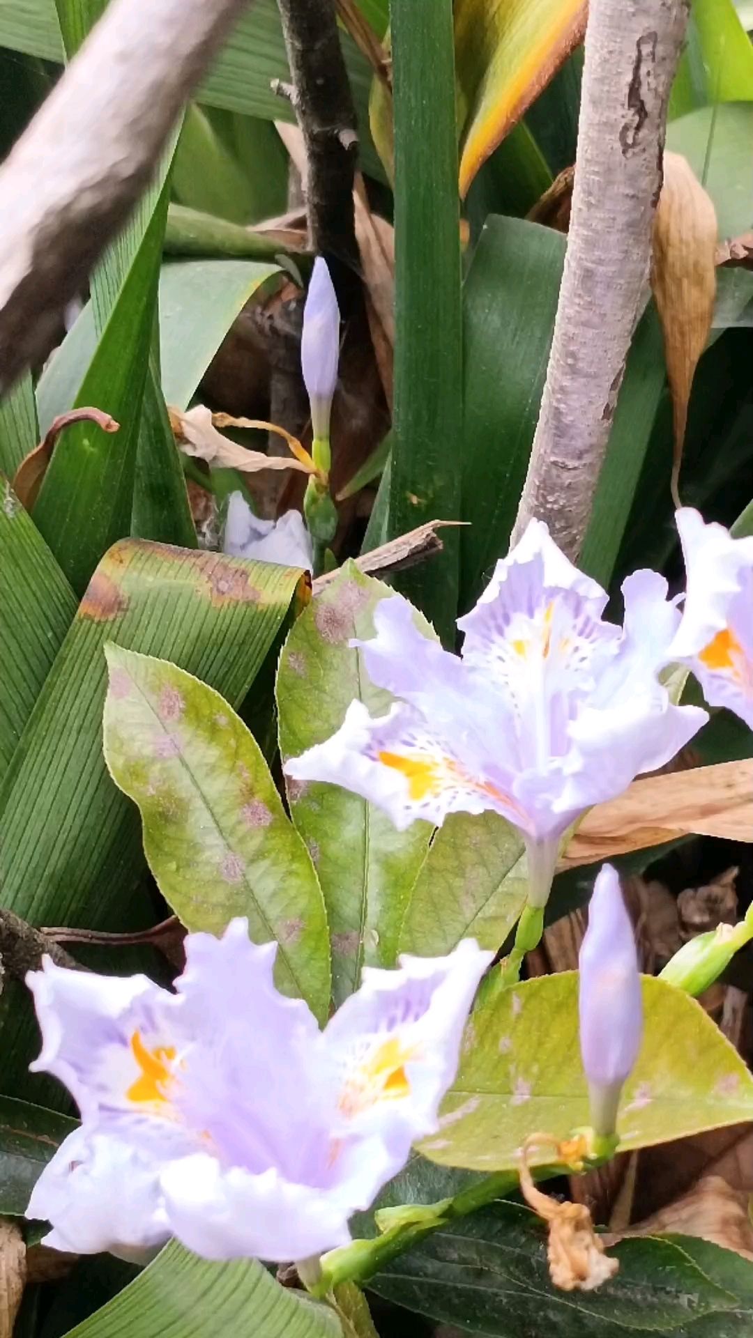 花形奇特,淡紫色,花色艳丽,形态婀娜多姿