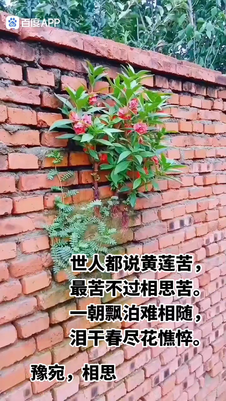 花落花残人聚又散图片