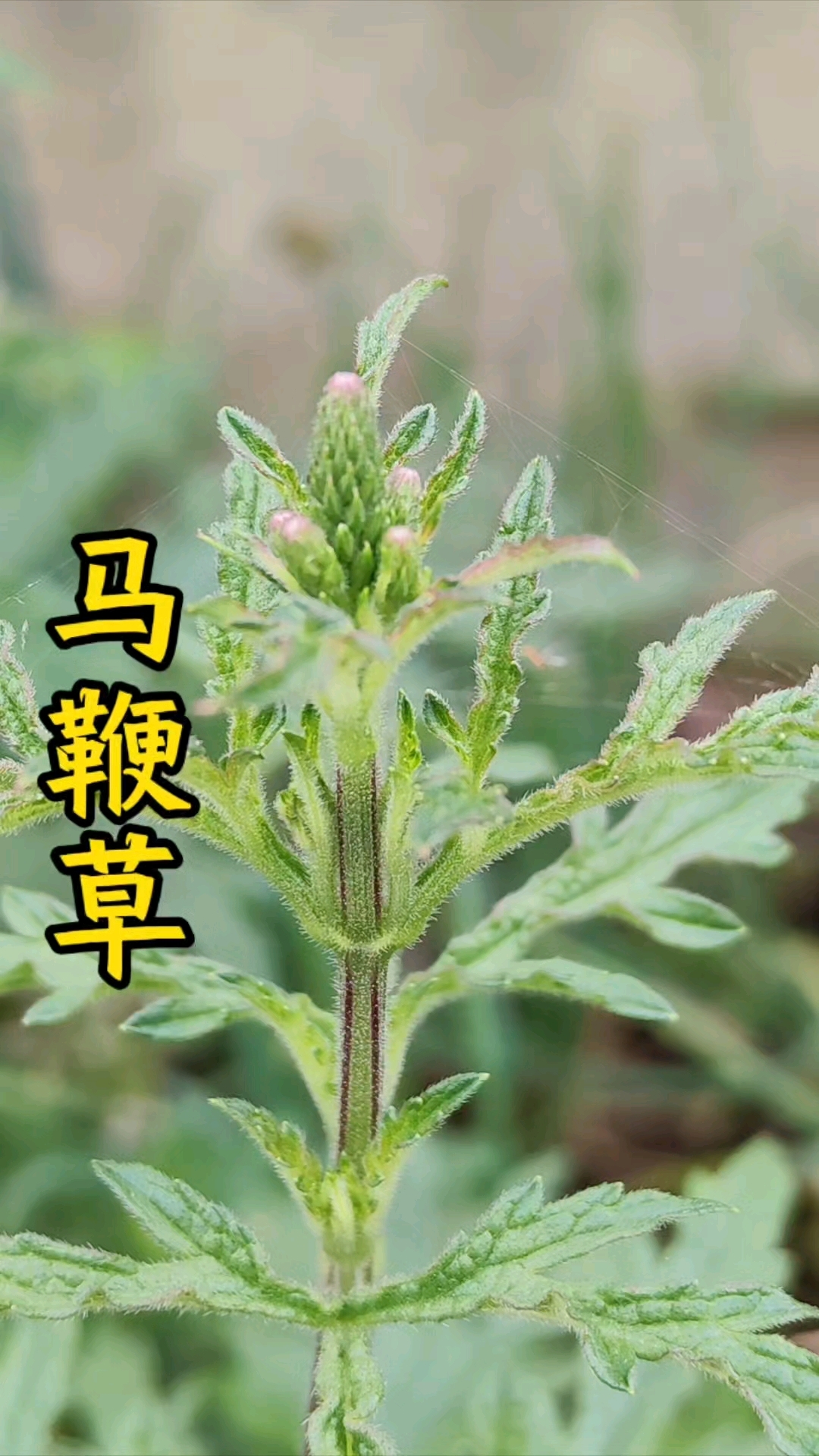 马鞭草
