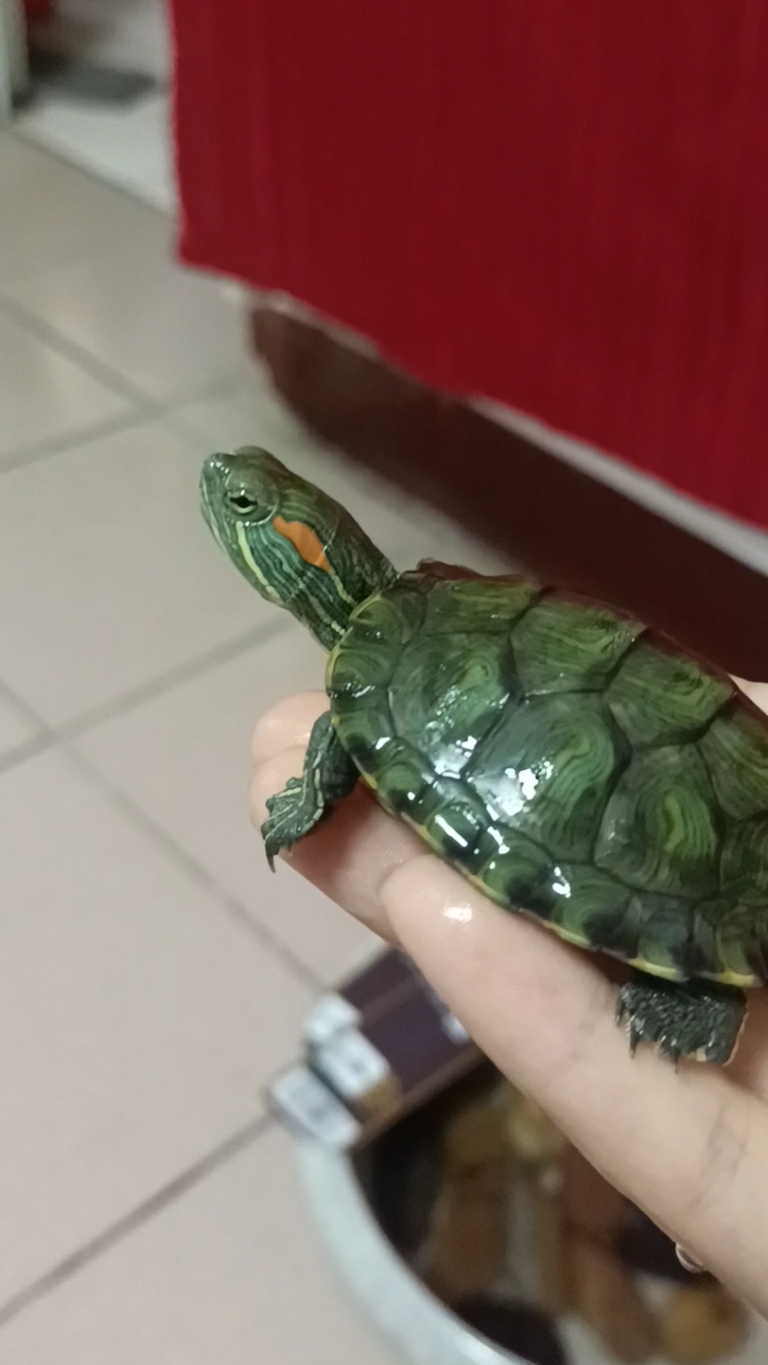 我的巴西龟,以后可能会更新一点火柴人有养乌龟的吗指点一下我呗